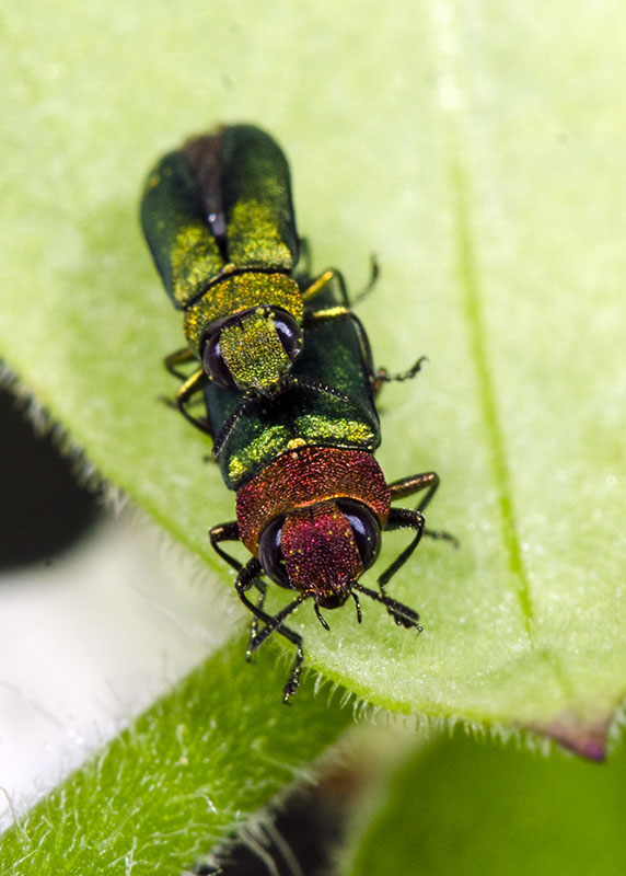 Coppia di Buprestidae:  Anthaxia nitidula